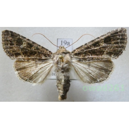 Apamea furva (Denis & Schiffermüller, 1775) Czech19a